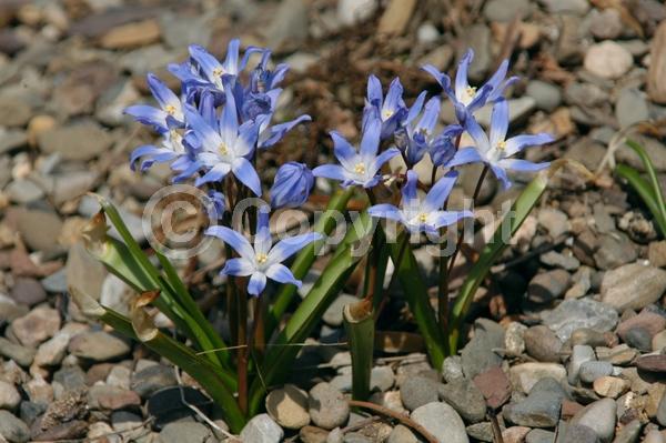 Blue blooms; White blooms; Pink blooms; Deciduous; Broadleaf