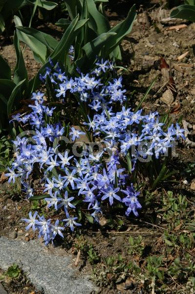 Blue blooms; White blooms; Pink blooms; Deciduous; Broadleaf