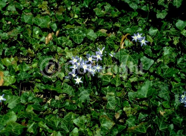 Blue blooms; White blooms; Pink blooms; Deciduous; Broadleaf