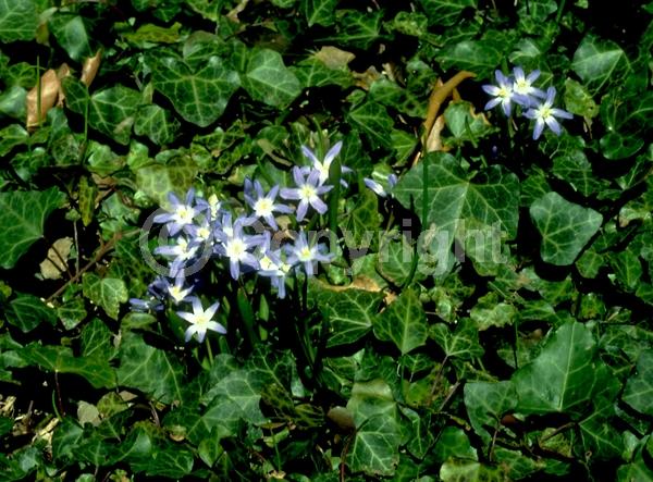 Blue blooms; White blooms; Pink blooms; Deciduous; Broadleaf