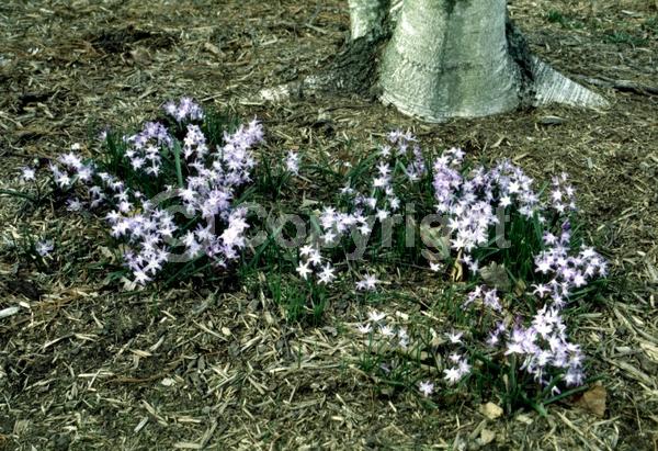 Blue blooms; White blooms; Pink blooms; Deciduous; Broadleaf