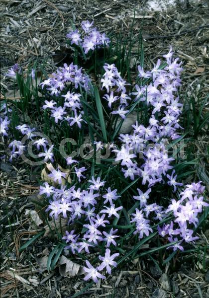Blue blooms; White blooms; Pink blooms; Deciduous; Broadleaf