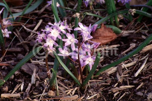 Blue blooms; White blooms; Pink blooms; Deciduous; Broadleaf