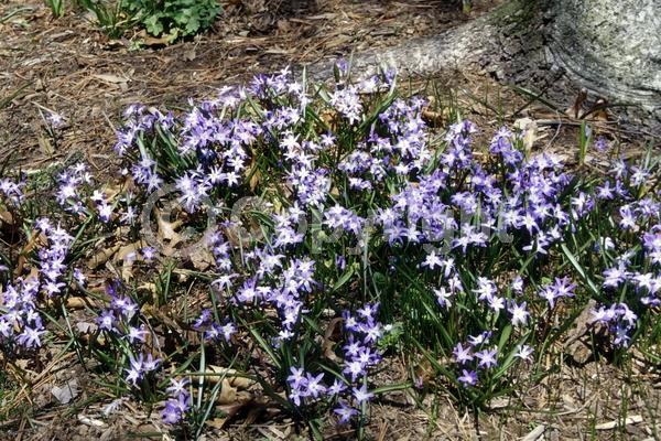 Blue blooms; White blooms; Pink blooms; Deciduous; Broadleaf