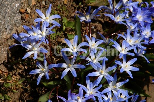Blue blooms; White blooms; Pink blooms; Deciduous; Broadleaf