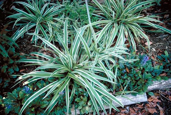 White blooms; Evergreen; Needles or needle-like leaf