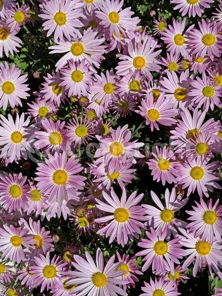 Pink blooms; Deciduous