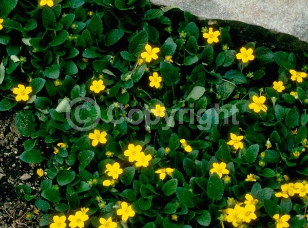 Yellow blooms; Deciduous; North American Native