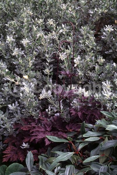 White blooms; Pink blooms; Deciduous; Broadleaf; North American Native