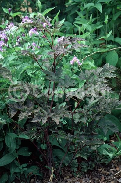 White blooms; Pink blooms; Deciduous; Broadleaf; North American Native