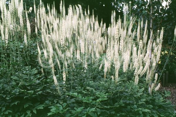 White blooms; Deciduous; Broadleaf; North American Native