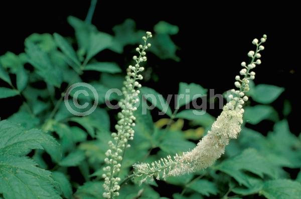 White blooms; Deciduous; Broadleaf; North American Native