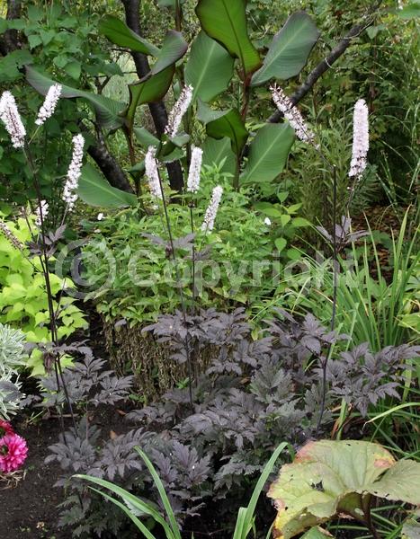 White blooms; Deciduous; Broadleaf; North American Native