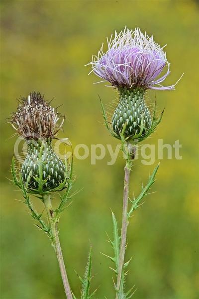 North American Native