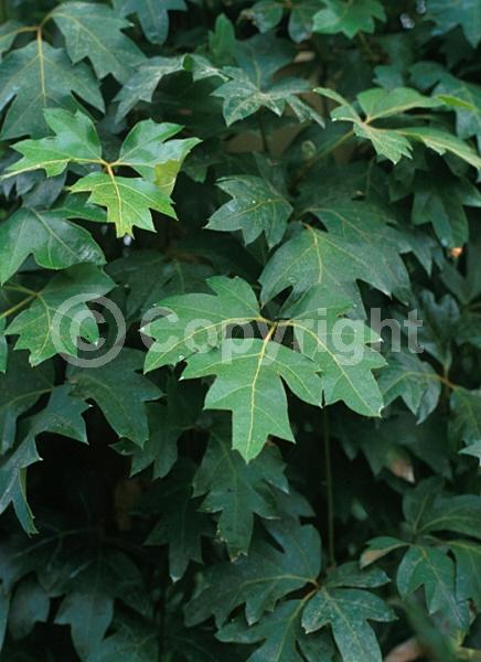 Green blooms; Evergreen; Needles or needle-like leaf