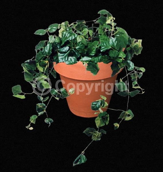 Green blooms; Evergreen; Needles or needle-like leaf