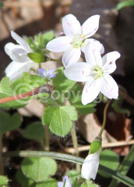 White blooms; Pink blooms; North American Native