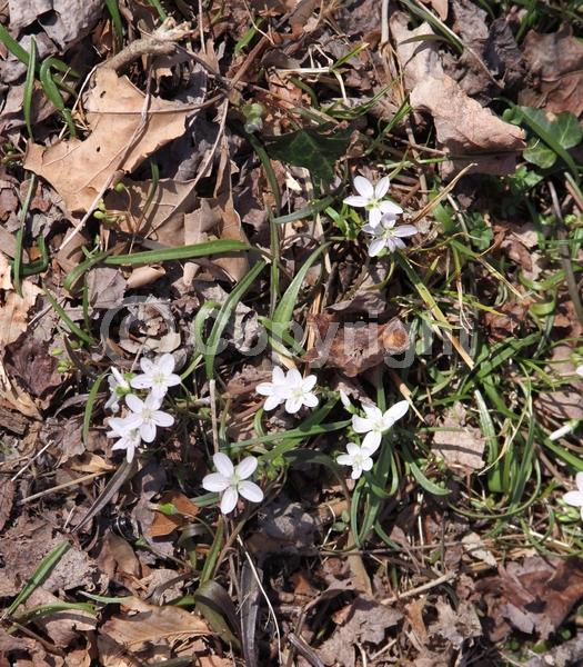 White blooms; Pink blooms; North American Native