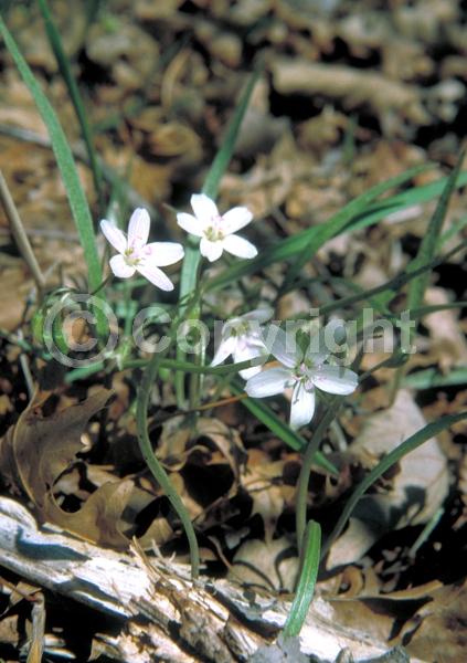 White blooms; Pink blooms; North American Native