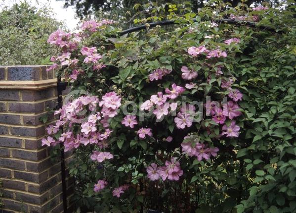 Pink blooms; Deciduous; Broadleaf