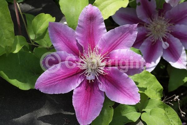 Red blooms; Deciduous; Broadleaf