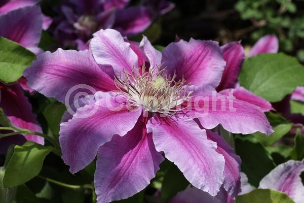 Red blooms; Deciduous; Broadleaf