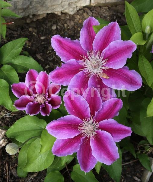 Red blooms; Deciduous; Broadleaf