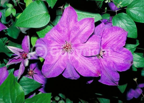 Purple blooms; Deciduous; Broadleaf