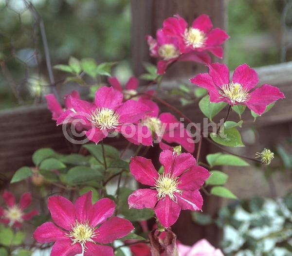 Red blooms; Deciduous; Broadleaf