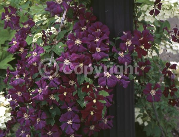 Purple blooms; Deciduous; Broadleaf