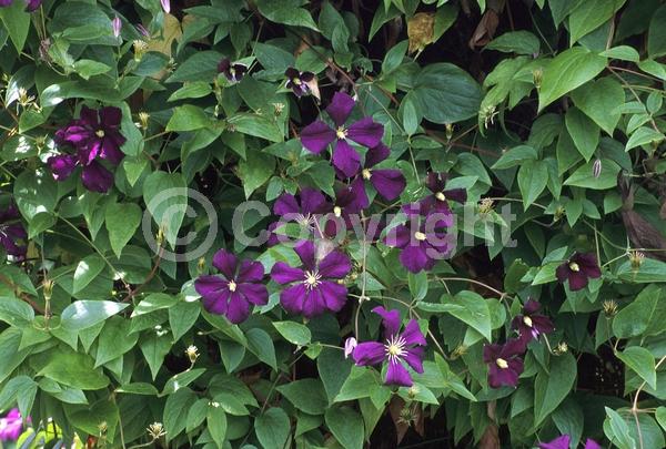 Purple blooms; Deciduous; Broadleaf