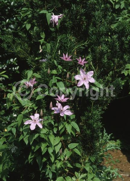 Pink blooms; Deciduous; Broadleaf
