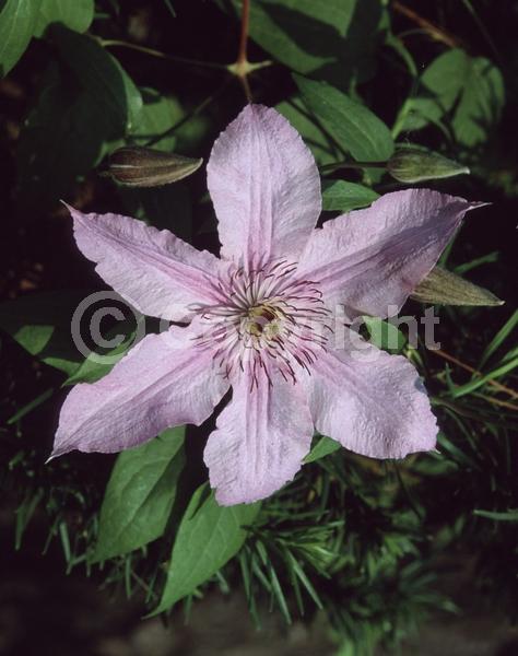 Pink blooms; Deciduous; Broadleaf