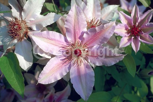 Pink blooms; Deciduous; Broadleaf