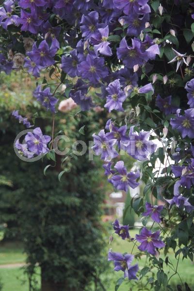 Blue blooms; Deciduous; Broadleaf