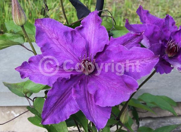 Blue blooms; Purple blooms; Deciduous; Broadleaf
