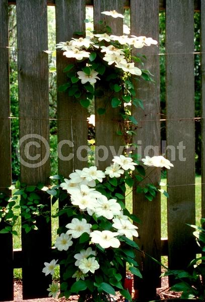 White blooms; Deciduous; Broadleaf