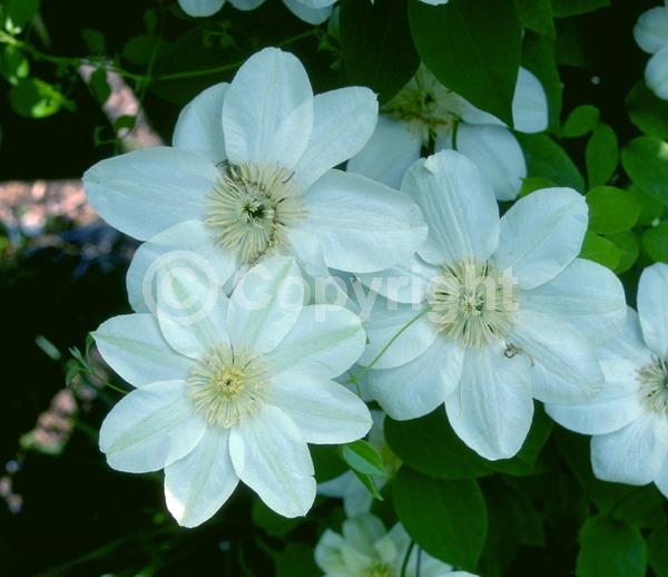 White blooms; Deciduous; Broadleaf
