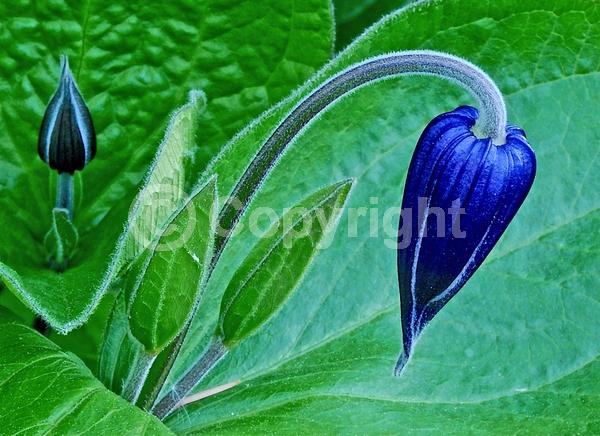 Blue blooms; Deciduous; Broadleaf