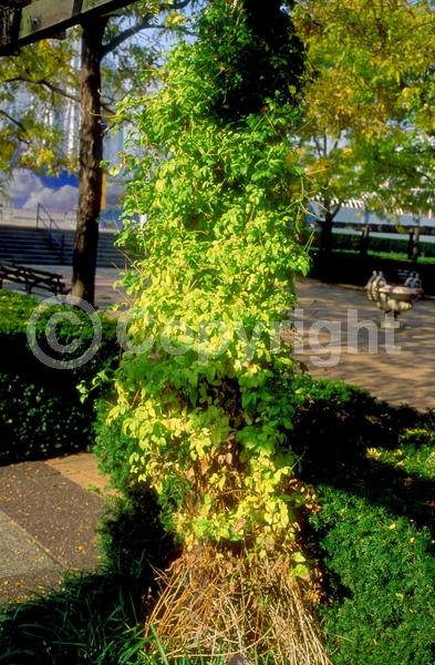 Purple blooms; White blooms; Pink blooms; Lavender blooms; Deciduous; Broadleaf
