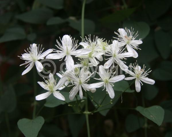 White blooms