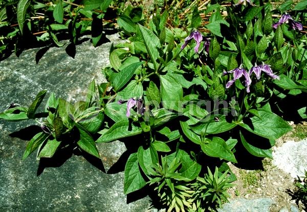 Blue blooms; Deciduous; Broadleaf