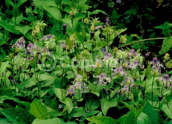 Blue blooms; Deciduous; Broadleaf