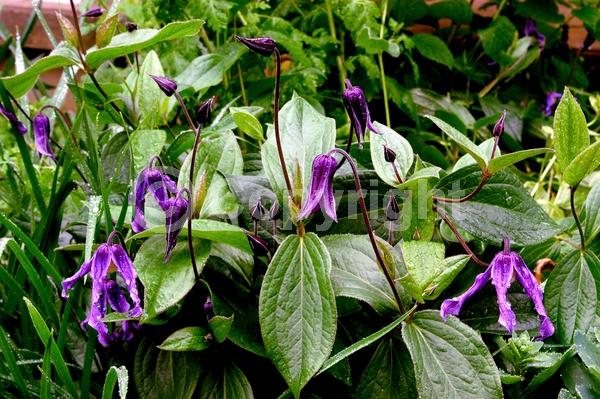 Blue blooms; Deciduous; Broadleaf