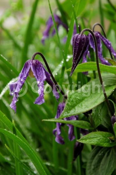 Blue blooms; Deciduous; Broadleaf
