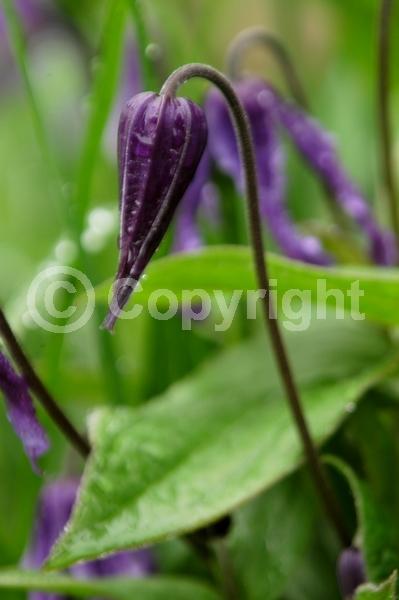 Blue blooms; Deciduous; Broadleaf