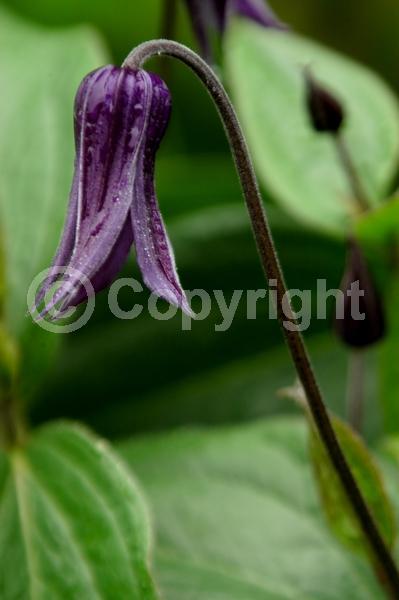 Blue blooms; Deciduous; Broadleaf