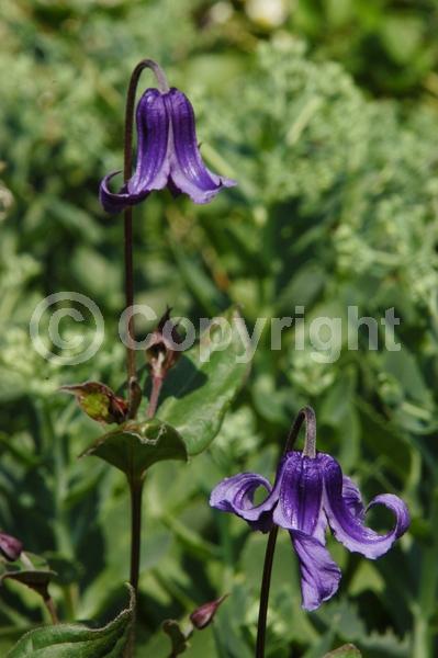Blue blooms; Deciduous; Broadleaf
