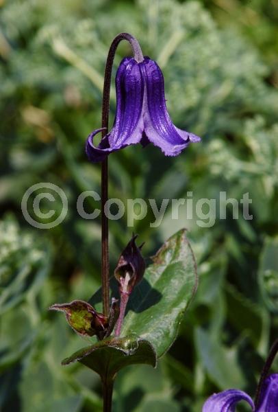 Blue blooms; Deciduous; Broadleaf