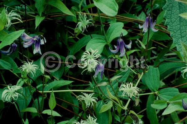 Blue blooms; Deciduous; Broadleaf
